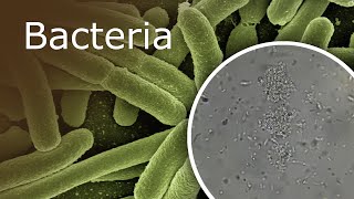 Bacteria Under a Microscope 1000x  2500x [upl. by Ainival]