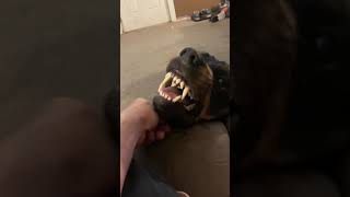 Rottweiler growling with love [upl. by Anaihk]