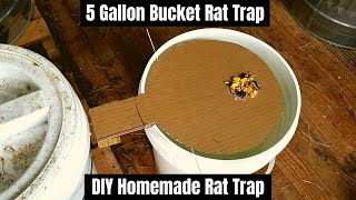 5 Gallon Bucket Rat Trap  DIY Homemade Rat Trap [upl. by Ilse]