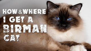 How amp where I get a Birman cat [upl. by Sampson]