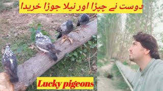 Dost ni Chapra aur Neela pairs✨️ hareda Pigeons in village  Lucky pigeons [upl. by Forrest]