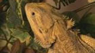 How To Care For Bearded Dragons [upl. by Maroney254]