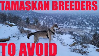 Tamaskan Breeders to Avoid [upl. by Farver814]