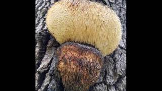 Lions Mane Hericium Identification Species and Look Alikes how to forage and find them [upl. by Hnad]