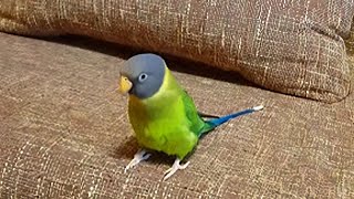 Parrot shows his owner how to whistle song properly [upl. by Yllier]