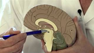 Parkinsons sykdom medikamentell og avansert behandling [upl. by Clarisse]