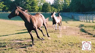 The horses showing off amp running in their new field at Little Buckets Farm Sanctuary [upl. by Rednasyl]