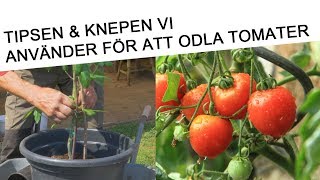 Tips hur du odlar tomater och körsbärstomater 🍅 🌱 för bästa resultat [upl. by Nnyltiac869]