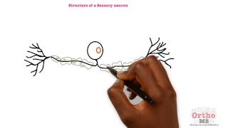 Basic Sciences  Structure of a Sensory neuron [upl. by Urbana483]