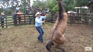 Doma Racional Cavalo Xucro no Paraná [upl. by Aldo]