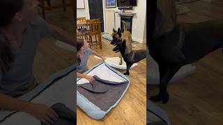 Dog Gets His Package From Lesure doglover smartdog doghelp lesuredogbed [upl. by Pappano29]