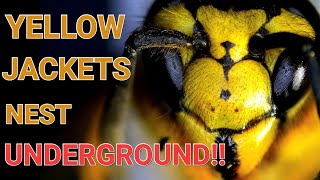 Yellow Jackets UNDERGROUND Nest Swarmed and STUNG Wasp Nest Removals [upl. by Frederik815]