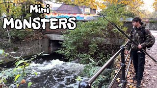 CATCHING mini MONSTERS from a LONDON river [upl. by Sirob]