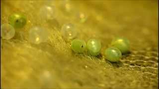 Poplar Hawk Moth Eggs Hatching Music by Sui Tetti [upl. by Marasco]