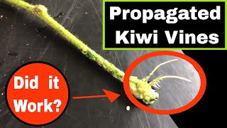 Propagating Kiwi Fruit Vines  It Works [upl. by Giarc]