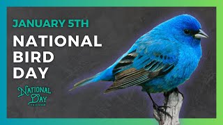 NATIONAL BIRD DAY  January 5th  National Day Calendar [upl. by Merkley]