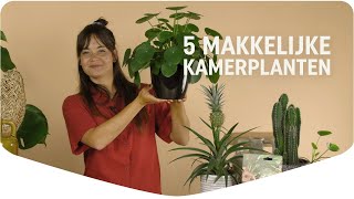 Top 5 Makkelijke Kamerplanten [upl. by Alioz]