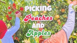 Picking Peaches and Apples at Larriland Farm  Wisata Petik Peach dan Apel di Amerika [upl. by Margo]