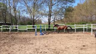 Vivant van de Heffinck x Baloubet du Rouet free jumping [upl. by Profant]