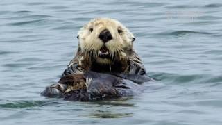 Wild Sea Otter Grooming Its Face [upl. by Loredana]