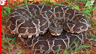 A TEMIDA URUTU CRUZEIRO A SERPENTE BRASILEIRA MAIS PERIGOSAURUTU CRUISE [upl. by Solange56]