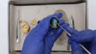 Sheep Eyeball Dissection [upl. by Atilal]