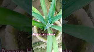 Agave Hardsplants🌵🌵 agave garden plants motivation outdoor plantytshort beautiful plants 🌵🌵🙏🙏 [upl. by Malony]