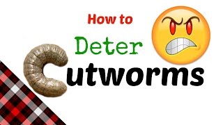 How to Deter Cutworms  Plus Garden Update [upl. by Mccartan]