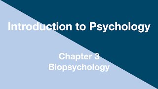 Introduction to Psychology  Chapter 3  Biopsychology [upl. by Bernt]