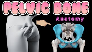 Structure amp Function of bony pelvis Hip Bone Pelvic girdle anatomy Ready for quiz [upl. by Iccir]