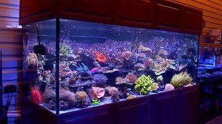 The 500 Gallon Reef Aquarium of Cris Capp  AquaticArt Inc [upl. by Annahoj]