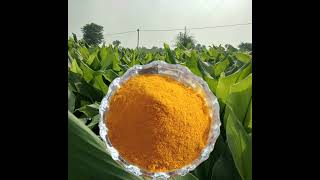 Organic Turmeric Powder [upl. by Joscelin]