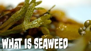 What is seaweed  Seaweed Part 1 [upl. by Julis592]