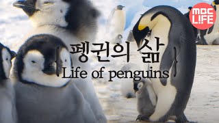 Life of penguins  Tears of the Antarctic EP01 02 얼음대륙 남극의 주인인 펭귄의 삶 [upl. by Gavrah]