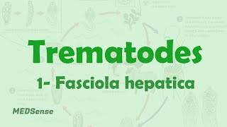 Fasciola hepatica [upl. by Stelle]