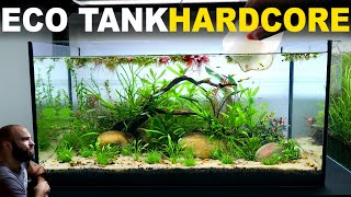 The Ecosystem Tank HARDCORE MODE Walstad Method No Filter Low Tech Dirt Aquascape Tutorial [upl. by Trimble656]