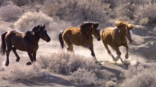 Wild Horses No Home on the Range  Retro Report  The New York Times [upl. by Alesi]