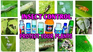 Insecticides Using Guide  How To Use Insecticides  How To Control Plant Diseases  IN HINDI [upl. by Netaf895]