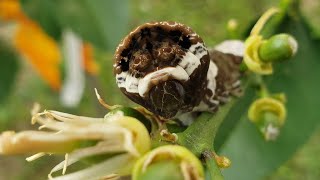 The Amazing Giant Swallowtail Caterpillar [upl. by Jarrid21]