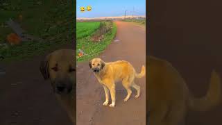 Wait for dog dance 💃 🤣 funny youtubeshorts funnycomedy [upl. by Kisor843]