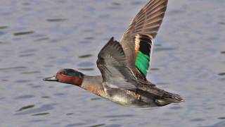 FlyBy Greenwinged Teal [upl. by Aicilehp908]