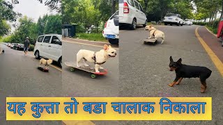 dog skateboarding down stairs यह कूता तो बड़ा चलाक निकला  dog skatingdog skating on skateboard [upl. by Nosraep208]