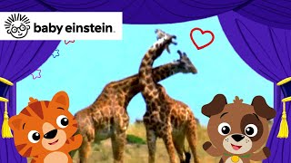 All About World Animals  New Classics  Baby Einstein  Learning Show  Cartoons for Kids [upl. by Stanwin]