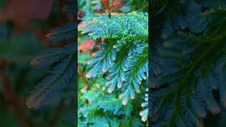 Selaginella willdenowii plants forest shorts [upl. by Enoitna]