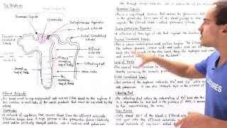 Structure of the Nephron [upl. by Llenel332]