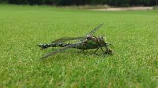 Dragonfly feeding on wasp [upl. by Irtimid]