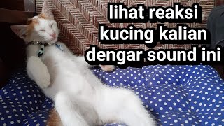 suara kucing betina marah [upl. by Corabella886]