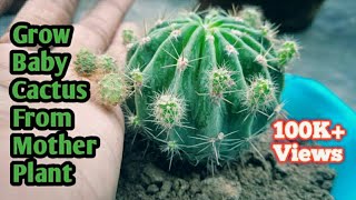 Best Way To Grow Baby Cactus with this method  Cactus Propagation  With Update Part 1 [upl. by Ymmij]