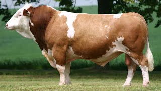 Simmental Cattle  Abundant Meat And Milk [upl. by Akimyt]