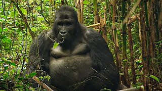 Rwanda les derniers gorilles  Documentaire animalier [upl. by Gothart]